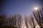 The Moon and the Trees   Iceland : Iceland