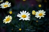 Sunshine daisy   In Mum's Garden : daisy, flora, flower, garden, nature, plant, white, yellow