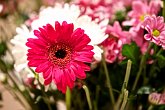 Beautiful pink gerbera wedding flower   @ Bhavesh and Nimisha's Wedding : beautiful, Bride, bright, Celebration, Ceremony, Colour, flora, flower, Games, Groom, Gujarati, Happiness, Hindu, Indian, Love, Marriage, Mendhi, Party, pink, plant, Wedding