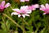 Rain on pink senetti   @ Dunedin Botanical Gardens : droplets, flora, flowers, New Zealand, NZ, pink, rain, water