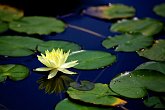 Reflections of a water lily   In Hua Hin, Thailand : Far East, Holidays, Hua Hin, Thailand