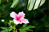 Pink trumpet   In Hua Hin, Thailand : Far East, Holidays, Hua Hin, Thailand