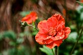 Raindrops on orange geum   @ Spetchley Gardens : flora, flowers, orange, portfolio, raindrop, scotty robson photography, srp