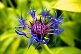 Fantastic blue centaurea   @ Spetchley Gardens : bloom, blue, flora, flowers, portfolio, scotty robson photography, spikey, srp