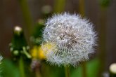 Dandelion seed head   In my garden : macro