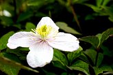 White ivy flower   In my garden : macro