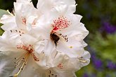 Worker bee collecting   @ Dorothy Clive Gardens : Dorothy Clive Gardens, flora, flower, flowers, garden, gardens