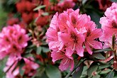 Beautiful pink rhododendron   @ Dorothy Clive Gardens : Dorothy Clive Gardens, flora, flower, flowers, garden, gardens