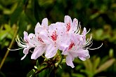 Pinkish azaleas   @ Dorothy Clive Gardens : Dorothy Clive Gardens, flora, flower, flowers, garden, gardens