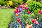 Sea of tulips   @ Dorothy Clive Gardens : Dorothy Clive Gardens, flora, flower, flowers, garden, gardens