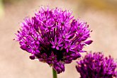 Pink Allium   @ Dorothy Clive Gardens : Dorothy Clive Gardens, flora, flower, flowers, garden, gardens