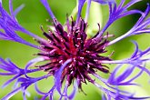 Centaurea   @ Dorothy Clive Gardens : Dorothy Clive Gardens, flora, flower, flowers, garden, gardens