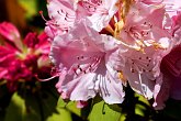 Pink Rhododendron   In Ogmore Vale