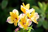 Yellow burst   In Eastbourne : East Sussex, Woodlands