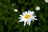 Daisy   @ Tucker's Wedding : celebration, ceremony, family, happy, smiles, summer, sunshine, wedding