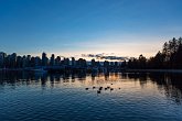 Ducks in the sunset   Stanley Park, Seawall, Vancouver : Holidays, vancouver