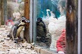 Penguin posing   London Zoo