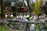 Flamingos   London Zoo