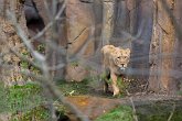 Asiatic Lion   London Zoo