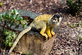 Squirrel Monkey (Bolivian Black-Capped)   London Zoo