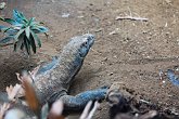 Komodo Dragon   London Zoo