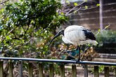 Birdy   London Zoo Know what species this is? Email   me@scottyrobson.co.uk   and let me know.