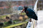 Birdy   London Zoo Know what species this is? Email   me@scottyrobson.co.uk   and let me know.