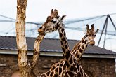 Giraffes   London Zoo