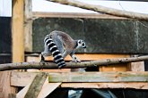 Lemur   London Zoo