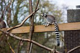 Lemur   London Zoo