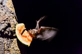 Fruit Bat   London Zoo