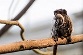 Emperor Tamarin   London Zoo