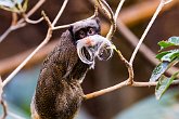 Emperor Tamarin   London Zoo