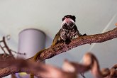 Emperor Tamarin   London Zoo