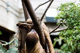 Sloth (Linne's Two-Toed)   London Zoo