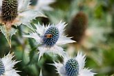 Flowers & Bugs   @ the National Botanical Gardens of Wales : Botanical Garden, National Botanical Gardens of Wales, Wales, botanical, butterflies, butterfly, fauna, flora, flowers, gardens, nature