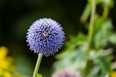 Flowers & Bugs   @ the National Botanical Gardens of Wales : Botanical Garden, National Botanical Gardens of Wales, Wales, botanical, butterflies, butterfly, fauna, flora, flowers, gardens, nature