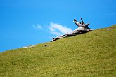 Trunk on a hill : awesome, beautiful, hill, landscapes, New Zealand, NZ, scenery, stunning, trunk