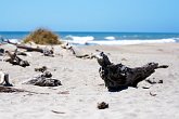 Dead wood : awesome, beach, beautiful, dunes, landscapes, logs, New Zealand, NZ, sand, scenery, sea, seaside, stunning, trees, wood