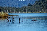 Sticky lake   In Franz Josef : awesome, beautiful, franz josef, lake, landscapes, matheson, New Zealand, NZ, scenery, sticks, stunning