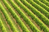 Lines of grapes   In Napier : awesome, beautiful, grapes, growing, landscapes, lines, mission, mission bay, napier, New Zealand, NZ, scenery, straight, stunning, vineyard, wine, wine making, winery