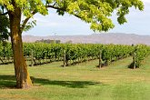 Ngatarawa   In Napier : awesome, beautiful, grapes, hawkes bay, landscapes, napier, New Zealand, ngatarawa, NZ, scenery, shadow, stunning, tree, vineyard, wine, winery