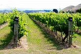 Ashridge vines   In Napier : ashridge, awesome, beautiful, grapes, hawkes bay, landscapes, lines, napier, New Zealand, NZ, rows, scenery, stunning, vineyard, wine, winery